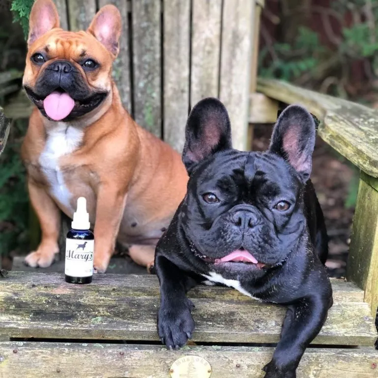 CBD products for pets | frenchies.ellie.and.luna-1566936265902 (1)
